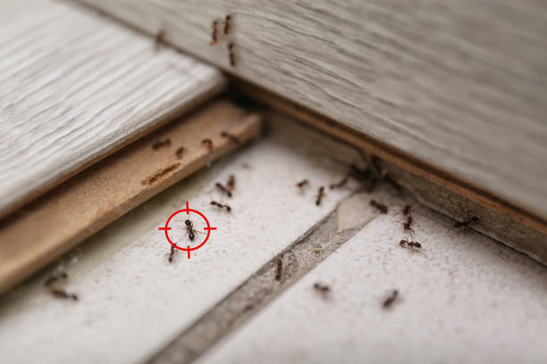 Best Pest Prevention Services  in Ringgold, GA