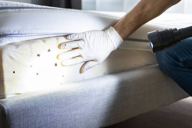 Best Pest Control Near Me in Ringgold, GA