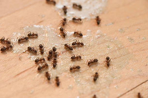 Best Commercial Pest Control Services  in Ringgold, GA