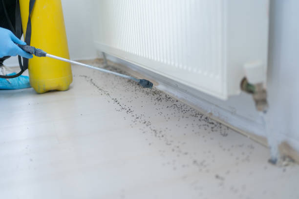 Best Cockroach Control Services  in Ringgold, GA