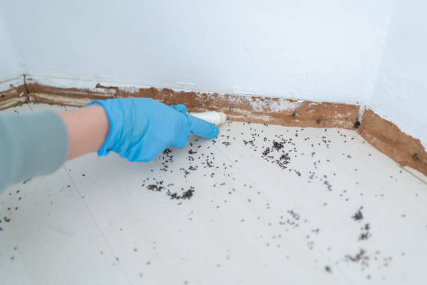 Best Flea Control Services  in Ringgold, GA
